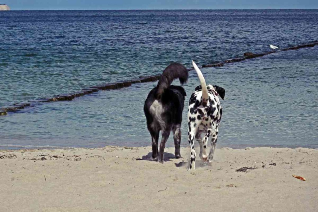 Erholung für Hund und Halter