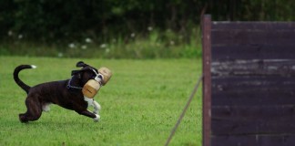 Pixabay-Tuirnierhundsport-urban-dog-689509