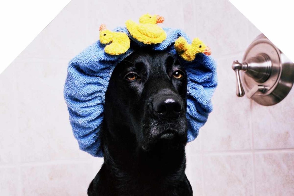 Hundeportrait: Labrador Retriever - verrückt nach Wasser