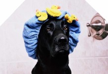 Hundeportrait: Labrador Retriever - verrückt nach Wasser