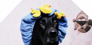 Hundeportrait: Labrador Retriever - verrückt nach Wasser