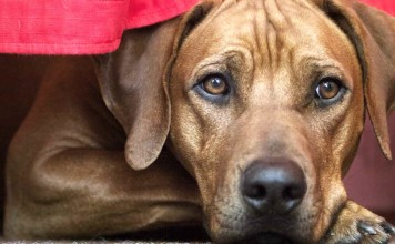 Rhodesian Ridgeback