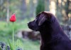 Labrador mit Tulpe im Spreewald