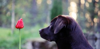 Labrador mit Tulpe im Spreewald