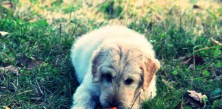 Kleiner Hund knabbert an Möhre - Das ist vegan...