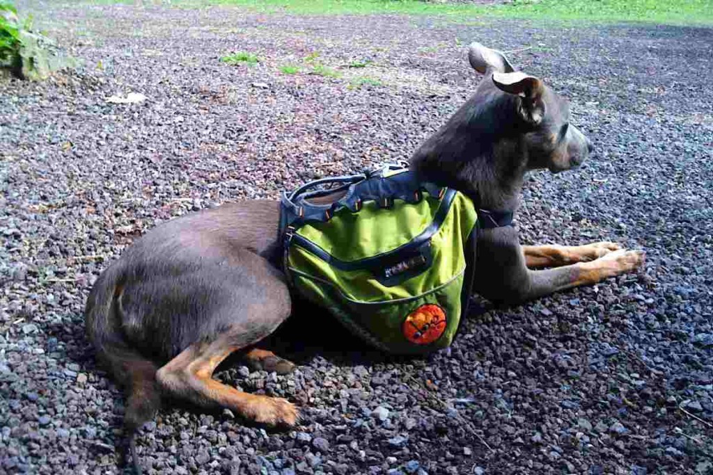 Zubehoer-Rucksack-Hunde-urban-dog-2