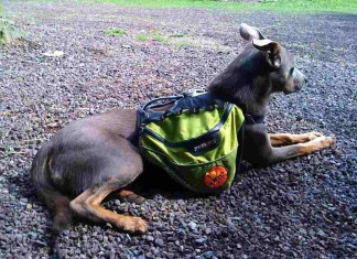 Zubehoer-Rucksack-Hunde-urban-dog-2