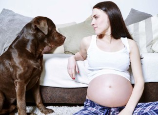 Hund und schwanger? Kein Problem, auf die Hygiene kommt es an.