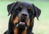 Ein Rottweiler