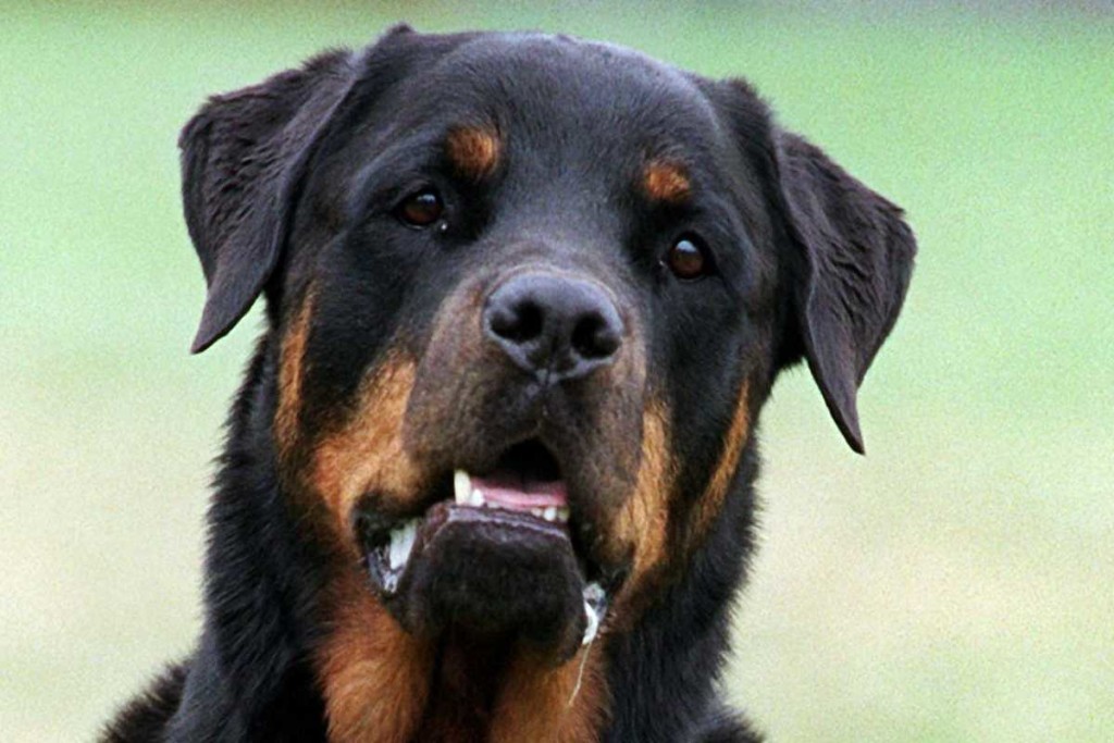 Ein Rottweiler