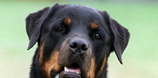 Ein Rottweiler