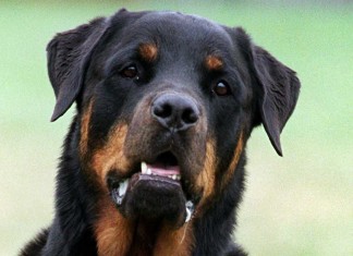 Ein Rottweiler