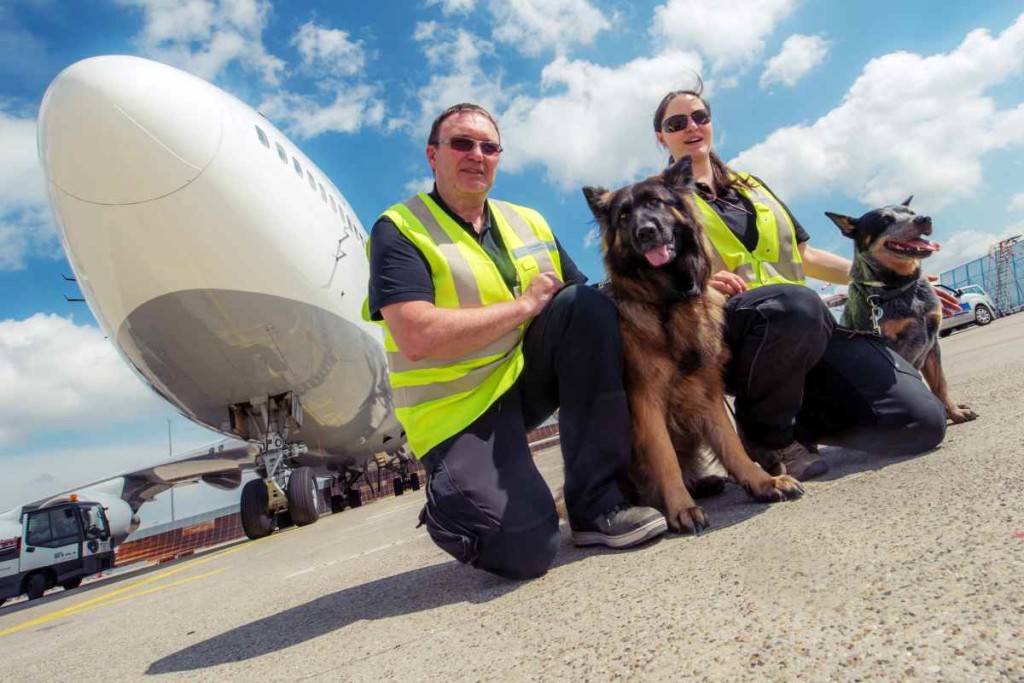 Hundeführer Larry Hansen (l) und Marisa Manzano mit den Spürhunden "Cora" (l) und "Jack" in Frankfurt am Main