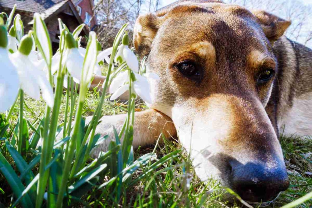 Heuschnupfen bei Hunden