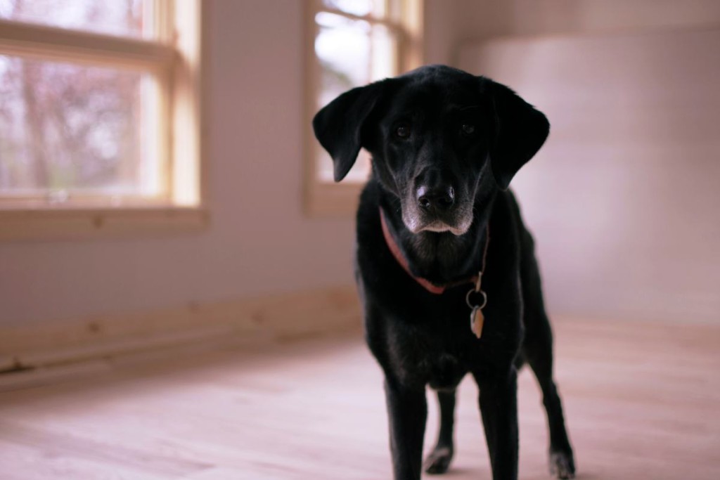 Angststörung beim Hund