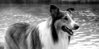 Tierische TV Helden - Lassie