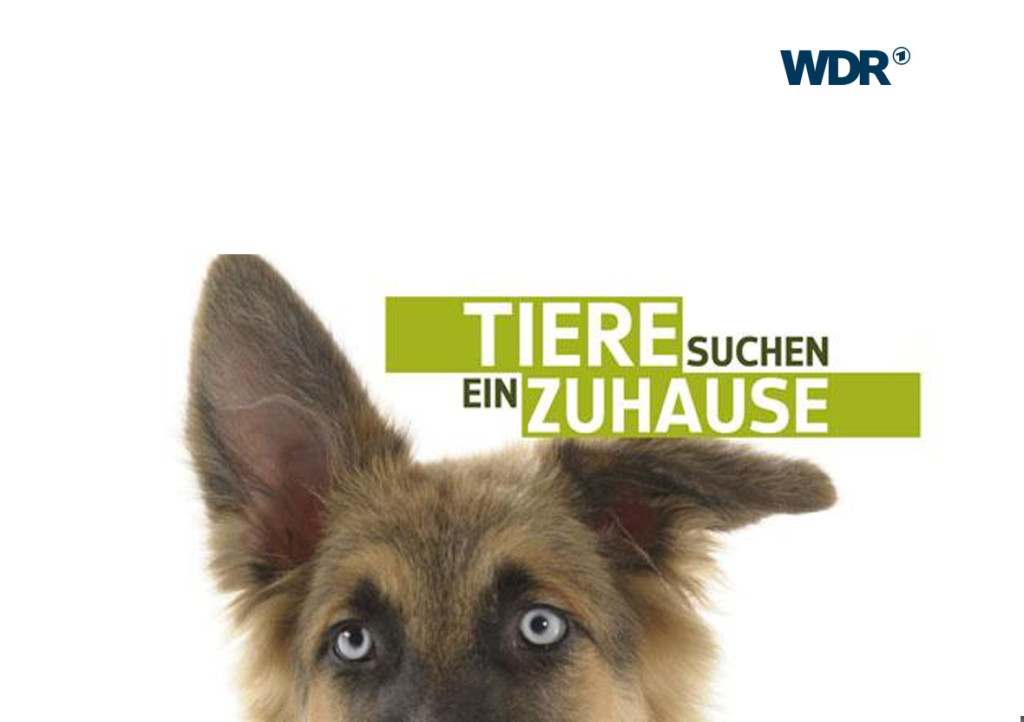 Tiere Suchen Ein Zuhause Wdr Urban Dog