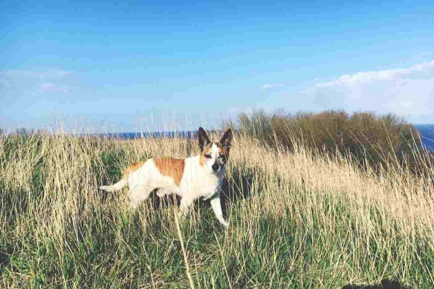 © urban-dog-Strand-Regeln-Hunde-Binz