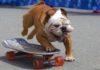 Darf die Bulldogge Skateboard fahren?