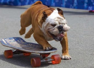 Darf die Bulldogge Skateboard fahren?