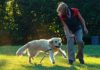 Aufgaben des Hundetrainers