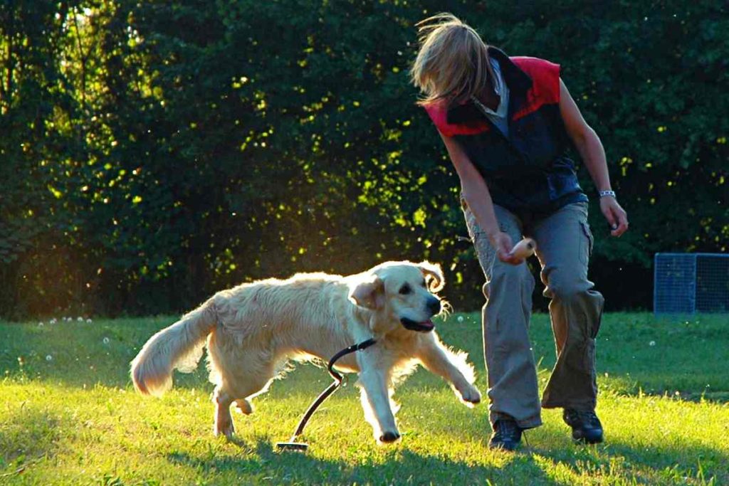 Aufgaben des Hundetrainers