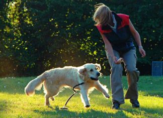 Aufgaben des Hundetrainers