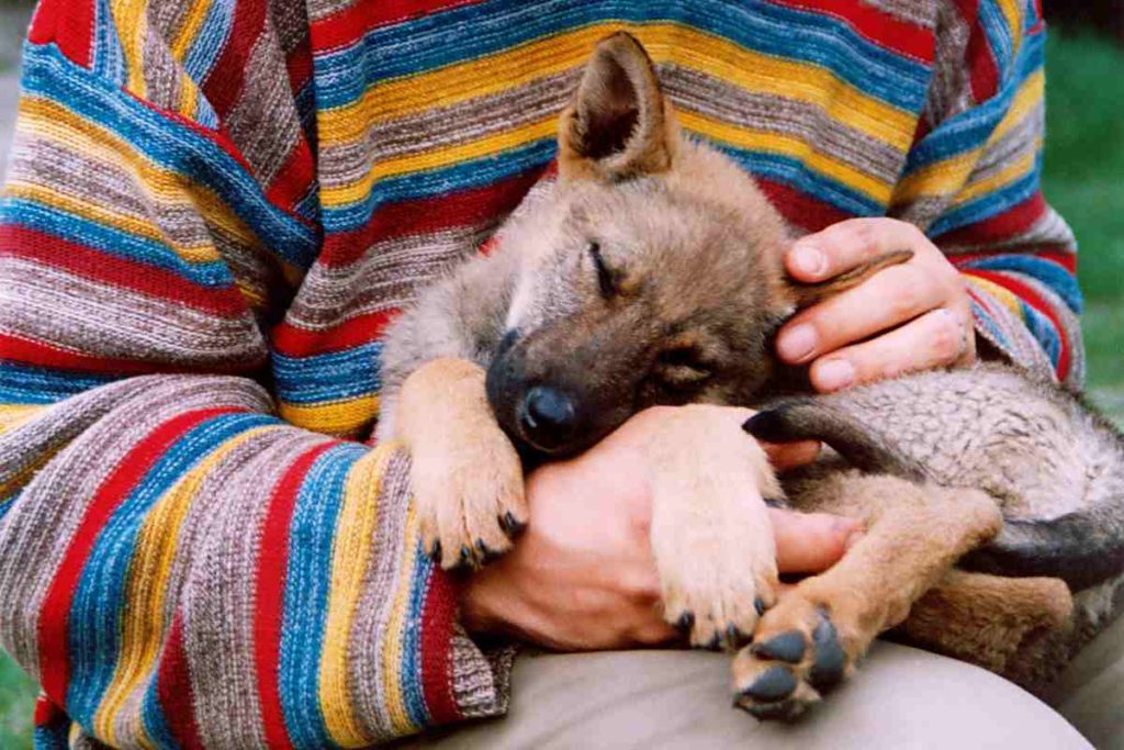 Hundewelpen brauchen spezielles Futter