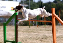 Freeimages-agility-Hundesport-Anbieter-urban-dog-1-1361063