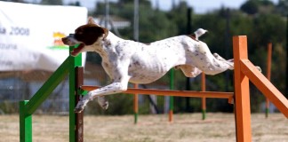 Freeimages-agility-Hundesport-Anbieter-urban-dog-1-1361063