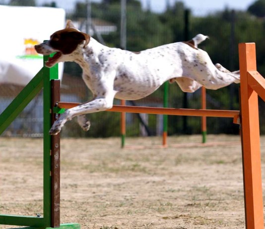 Freeimages-agility-Hundesport-Anbieter-urban-dog-1-1361063