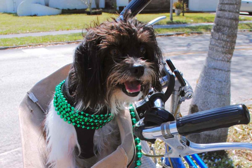 Fahrradfahren mit Hund - Der Gesundheitsscheck