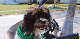 Fahrradfahren mit Hund - Der Gesundheitsscheck