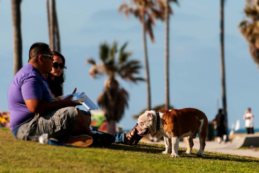 Englische Bulldogge am Strand