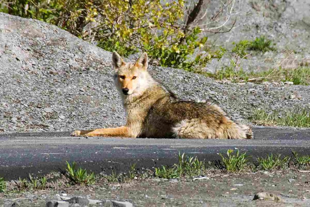 Kojoten: Wilde Tiere erobern New York