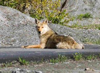 Kojoten: Wilde Tiere erobern New York