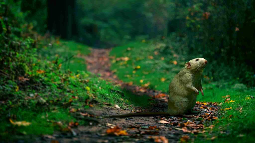 Hunde gegen Leptospirose impfen lassen