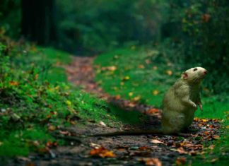 Hunde gegen Leptospirose impfen lassen