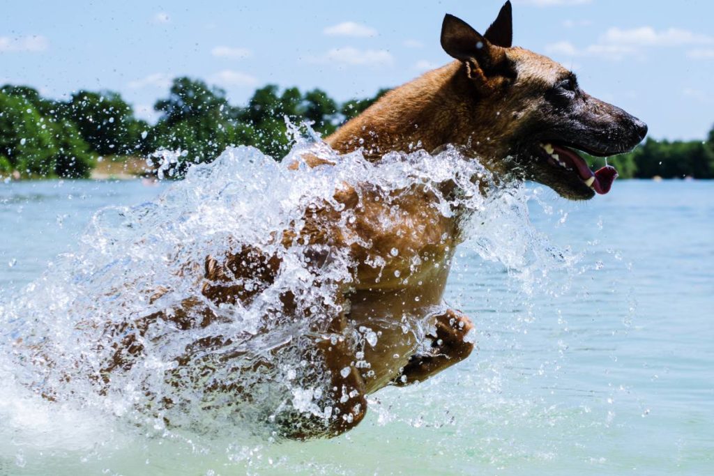 Rettungsweste für den Hund