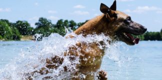 Rettungsweste für den Hund