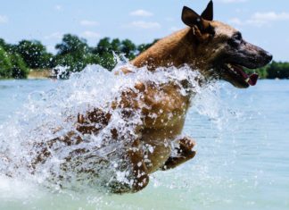 Rettungsweste für den Hund