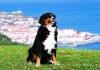 Pixabay-Spanien-Einreisebestimmungen-urban-dog-212003