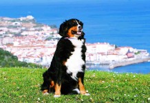 Pixabay-Spanien-Einreisebestimmungen-urban-dog-212003