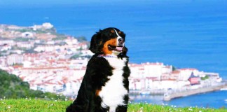 Pixabay-Spanien-Einreisebestimmungen-urban-dog-212003