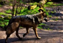 Wolf unterwegs im Wald