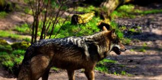 Wolf unterwegs im Wald