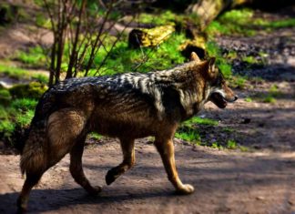 Wolf unterwegs im Wald