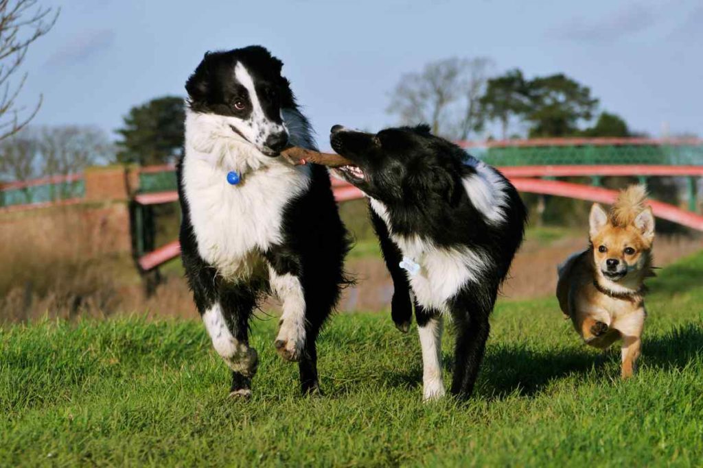 Hundespielplatz mach viel Spaß