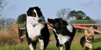 Hundespielplatz mach viel Spaß