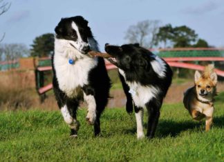 Hundespielplatz mach viel Spaß